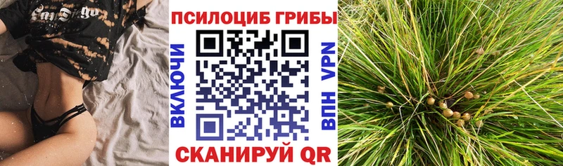 Псилоцибиновые грибы Psilocybe  Купить закладки  Кашира 